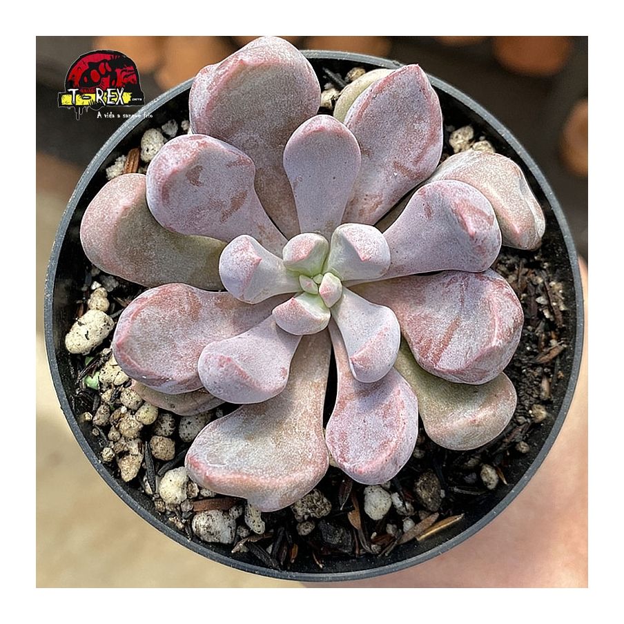 comprar suculenta echeveria topsy debbie
