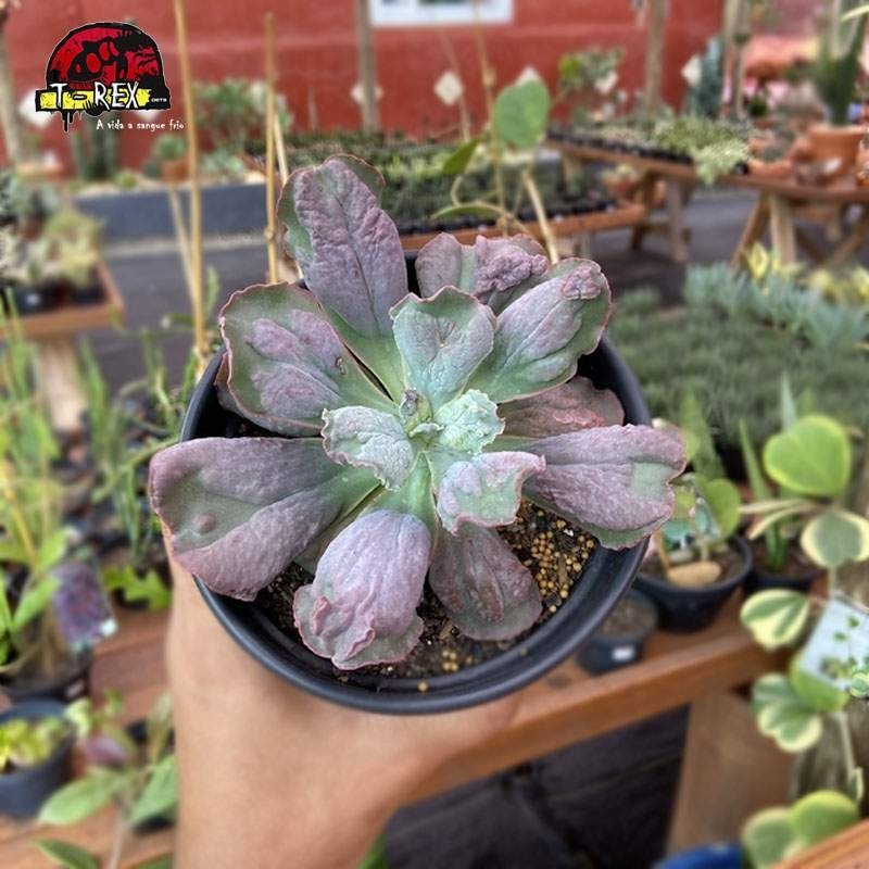 Compre agora a Echeveria Gibbiflora Línguas P11 - A planta