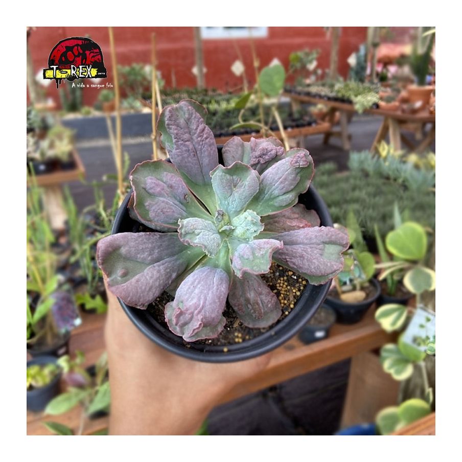 comprar planta suculenta gibbiflora linguas p11