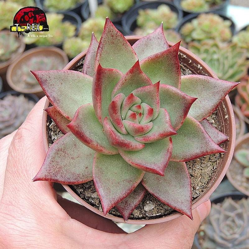 comprar suculenta echeveria agavoides honey pink