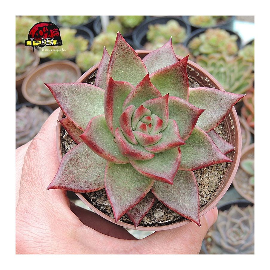 comprar suculenta echeveria agavoides honey pink