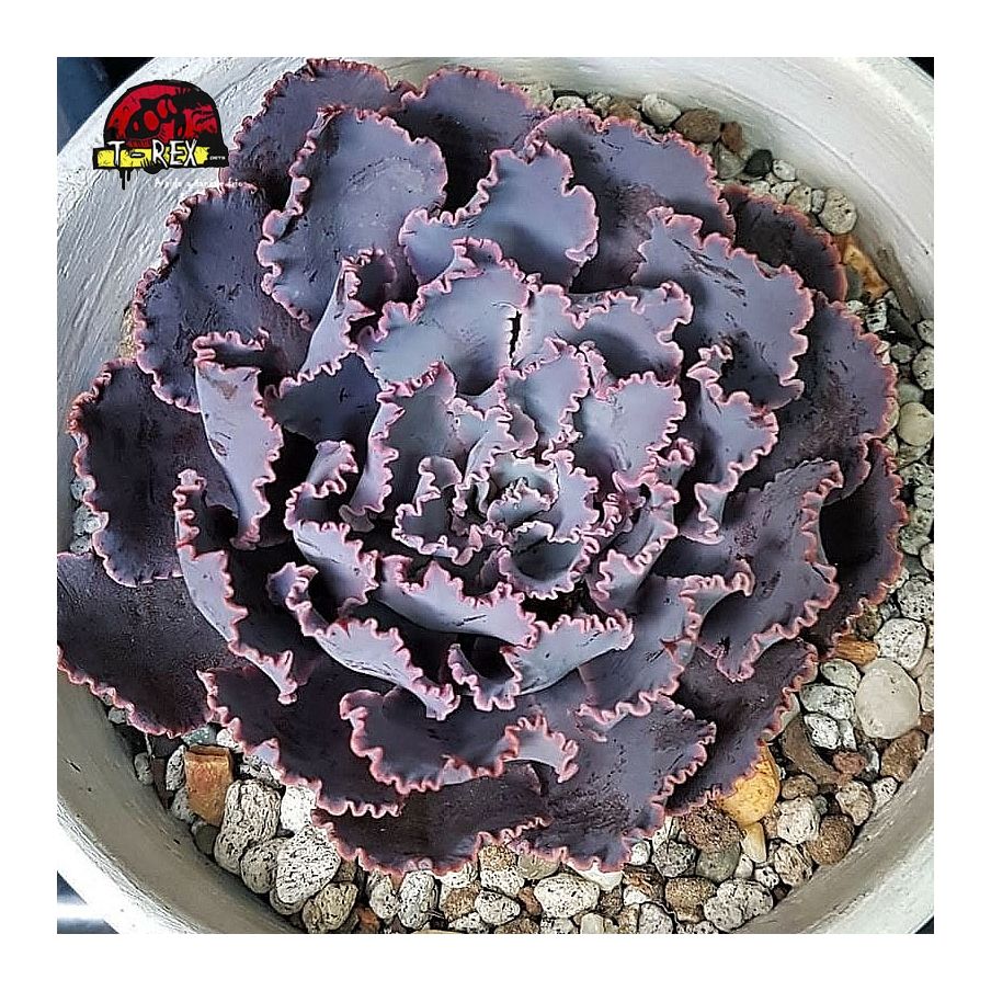 comprar suculenta shaviana neon breakers