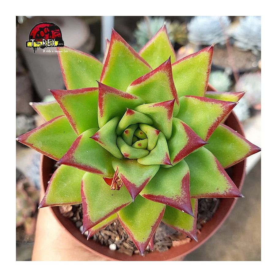 comprar suculenta echeveria agavoides lipstick