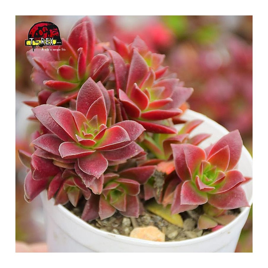 comprar suculenta crassula fusca