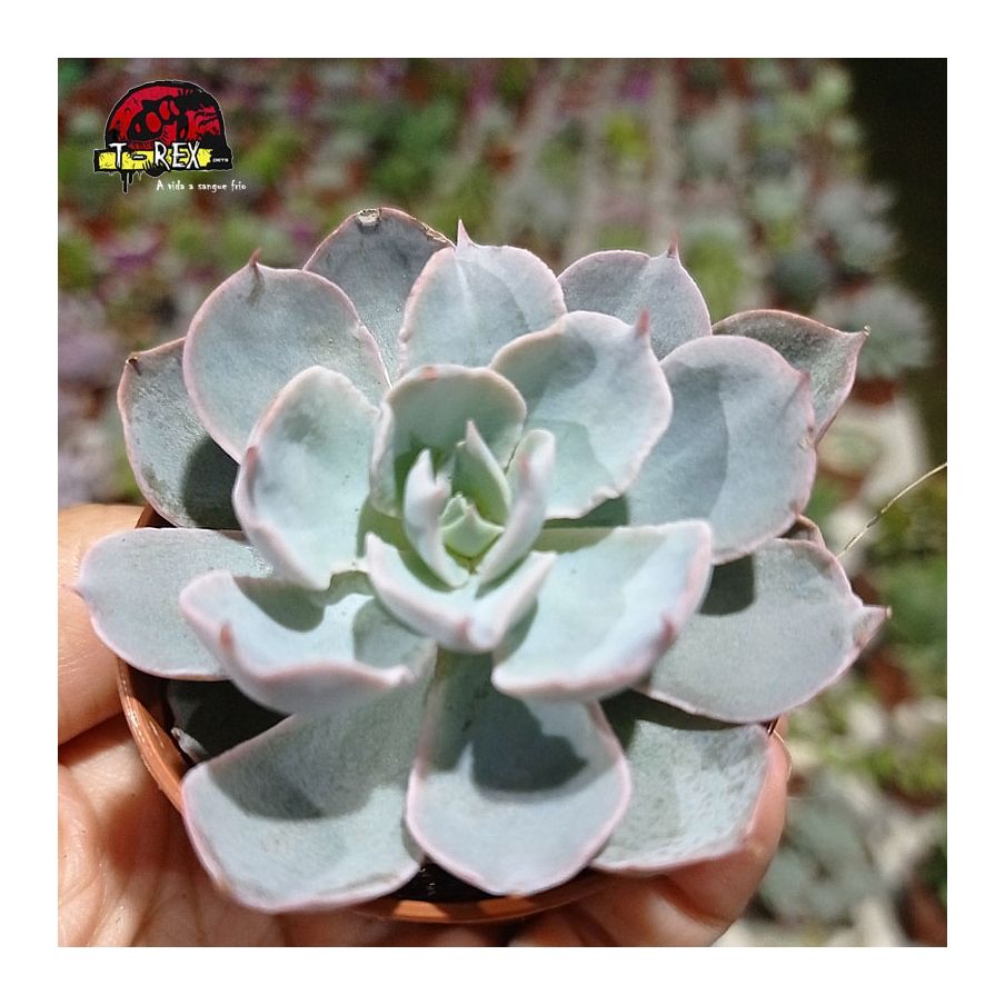 comprar suculenta echeveria  subsessilis
