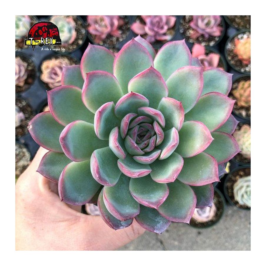 comprar suculenta echeveria apus