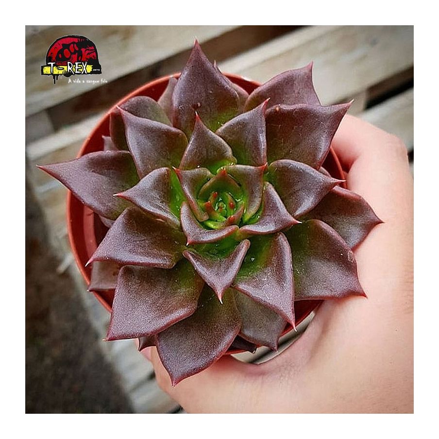 comprar suculenta echeveria black prince
