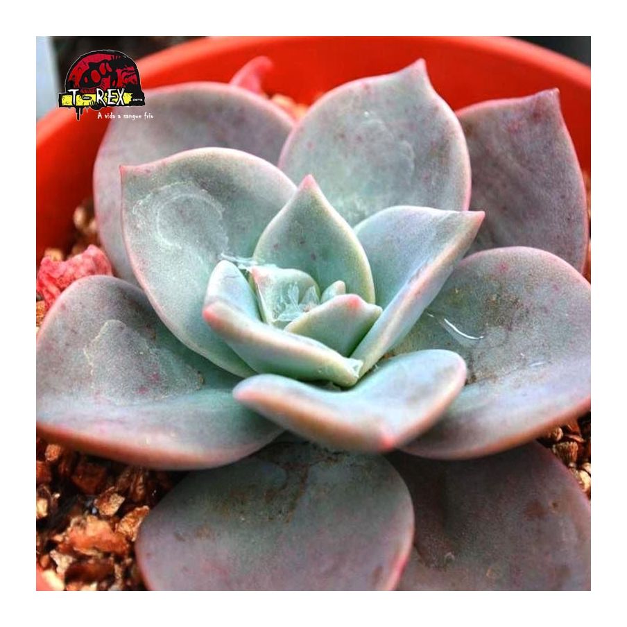 comprar suculenta graptoveria albert baynes