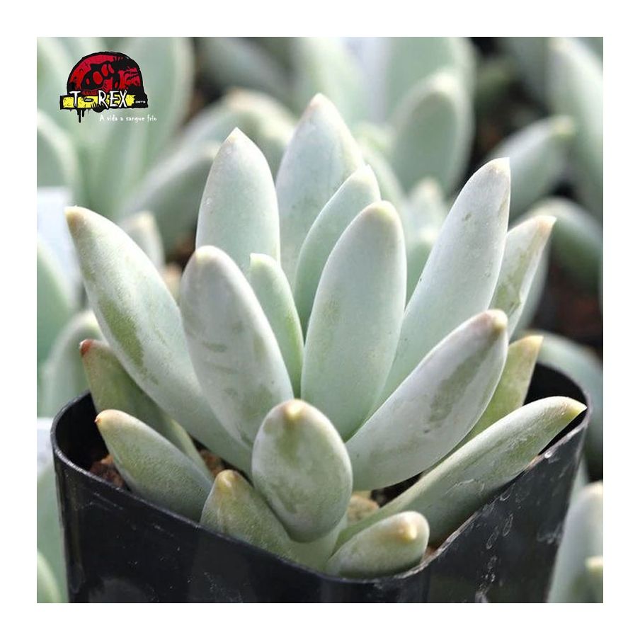 comprar suculenta pachyveria glauca