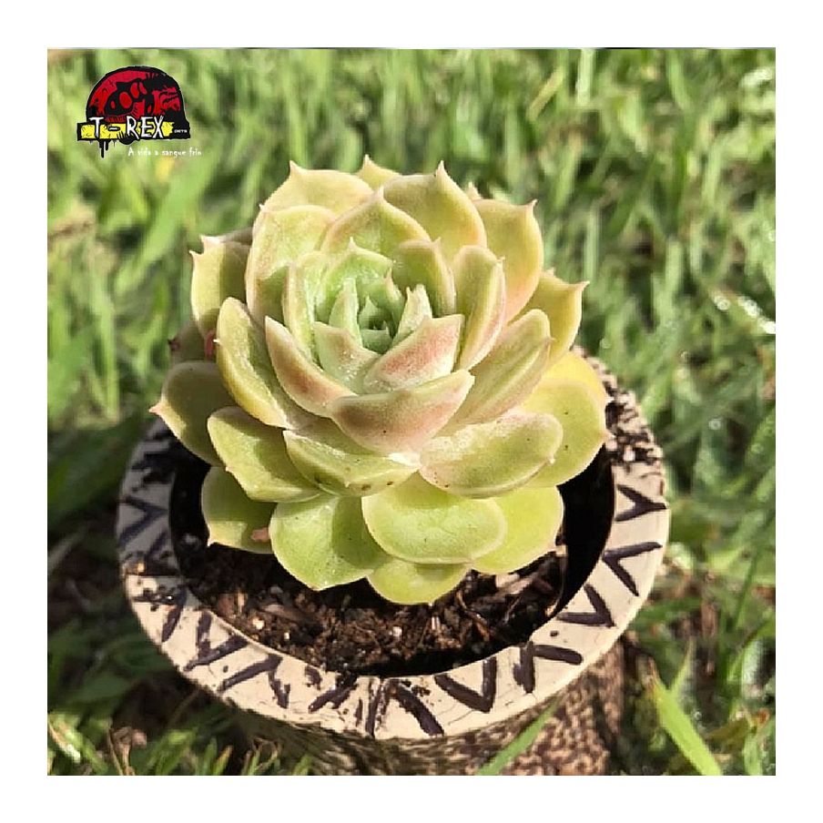 planta suculenta echeveria onslow