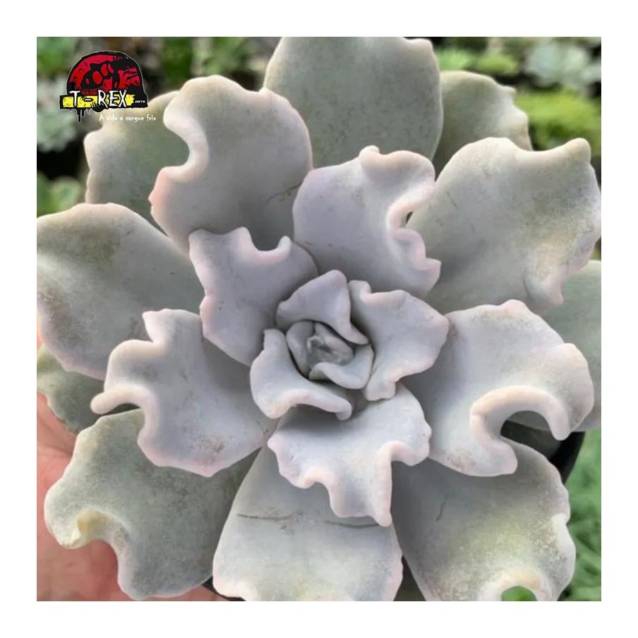 comprar suculenta echeveria crispate beauty