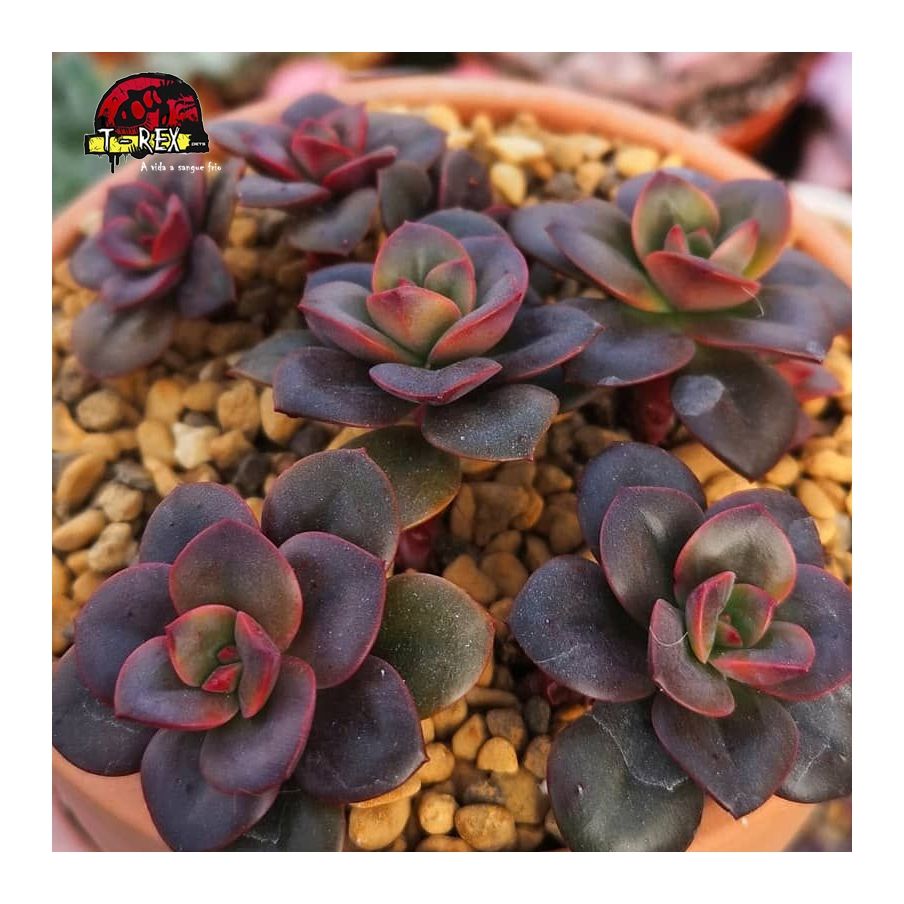 comprar planta suculenta echeveria chroma