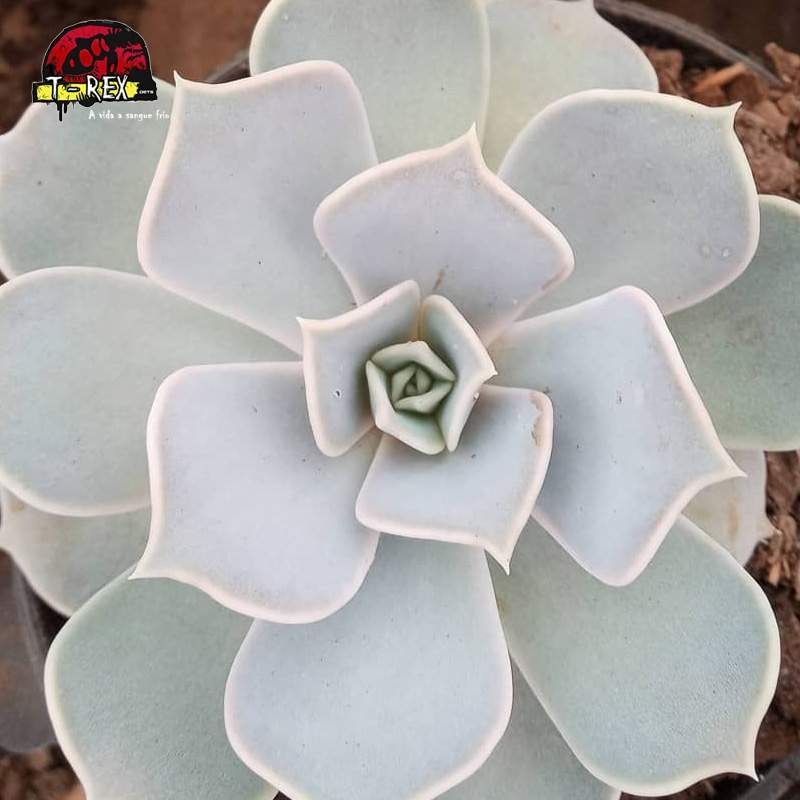 comprar suculenta echeveria lilacina