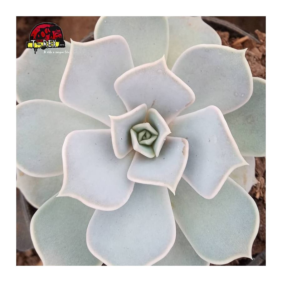 comprar suculenta echeveria lilacina