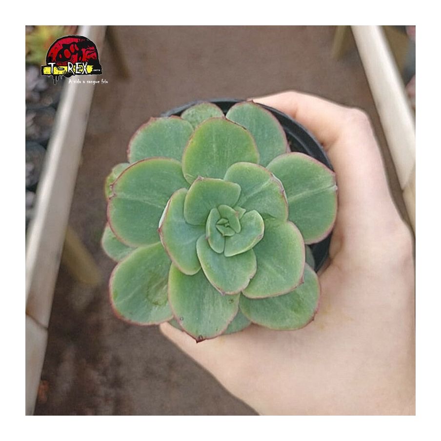 comprar suculenta echveria camaleon