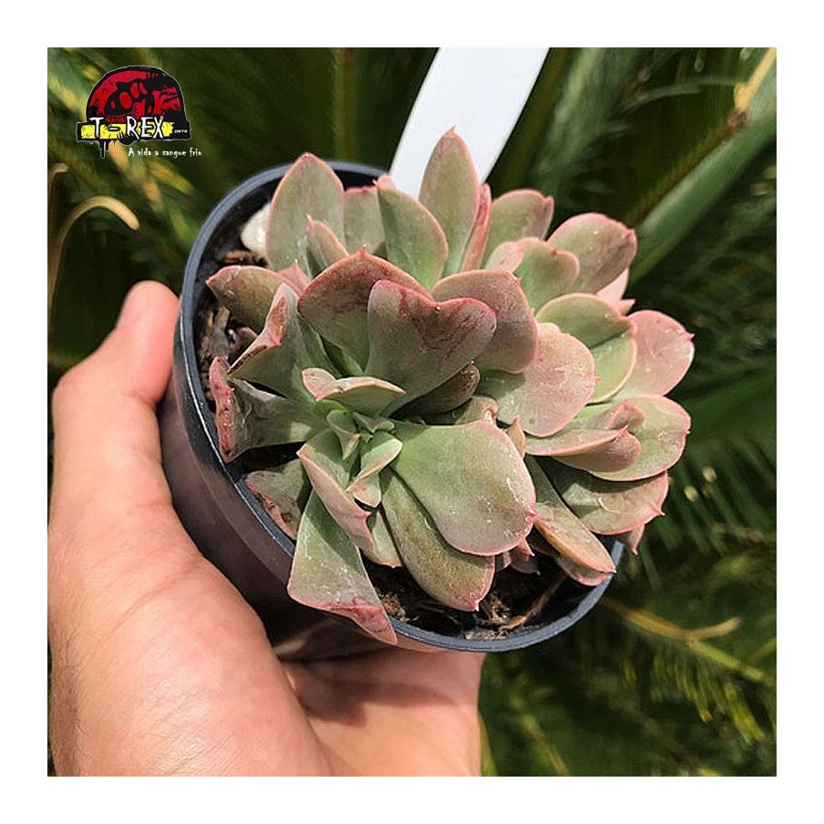 comprar suculenta echeveria dark vader