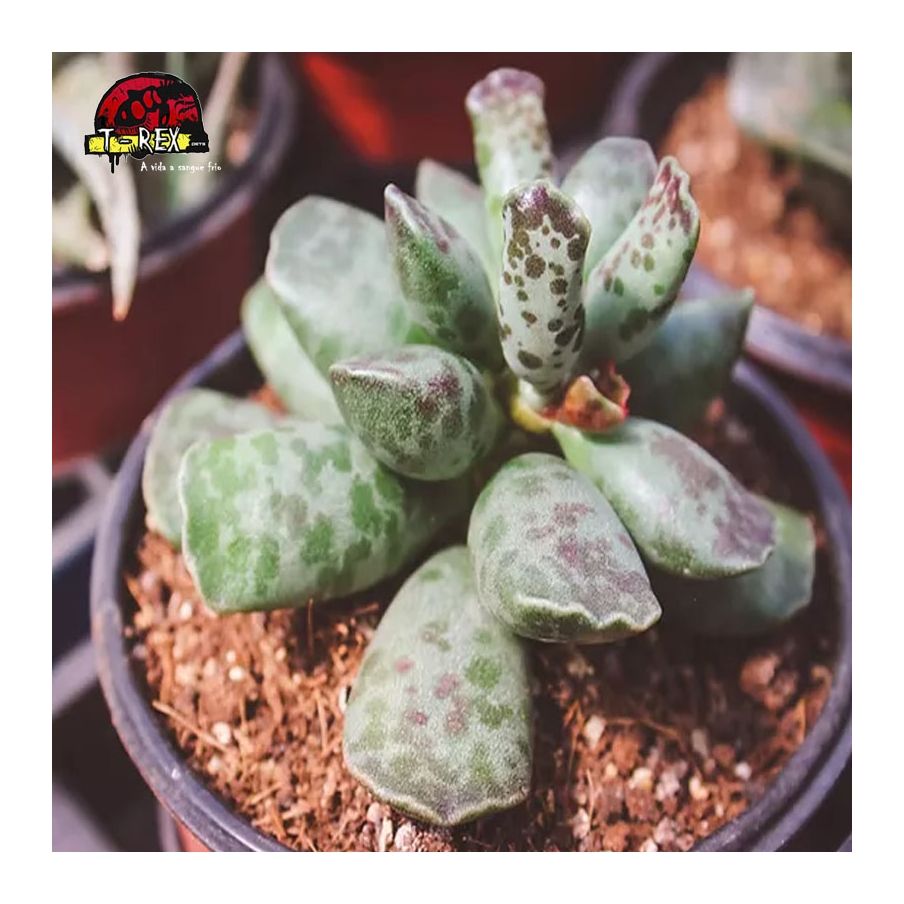 comprar suculenta adromischus cooperi