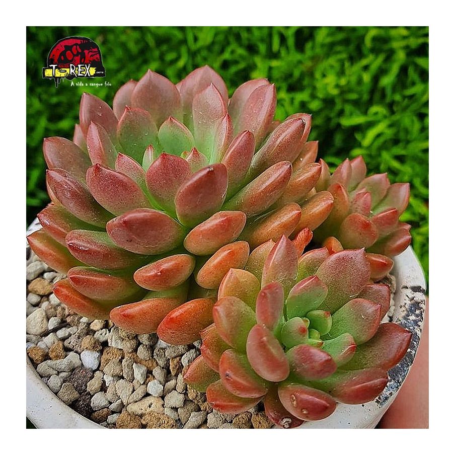 comprar suculenta graptoveria bashful roseta