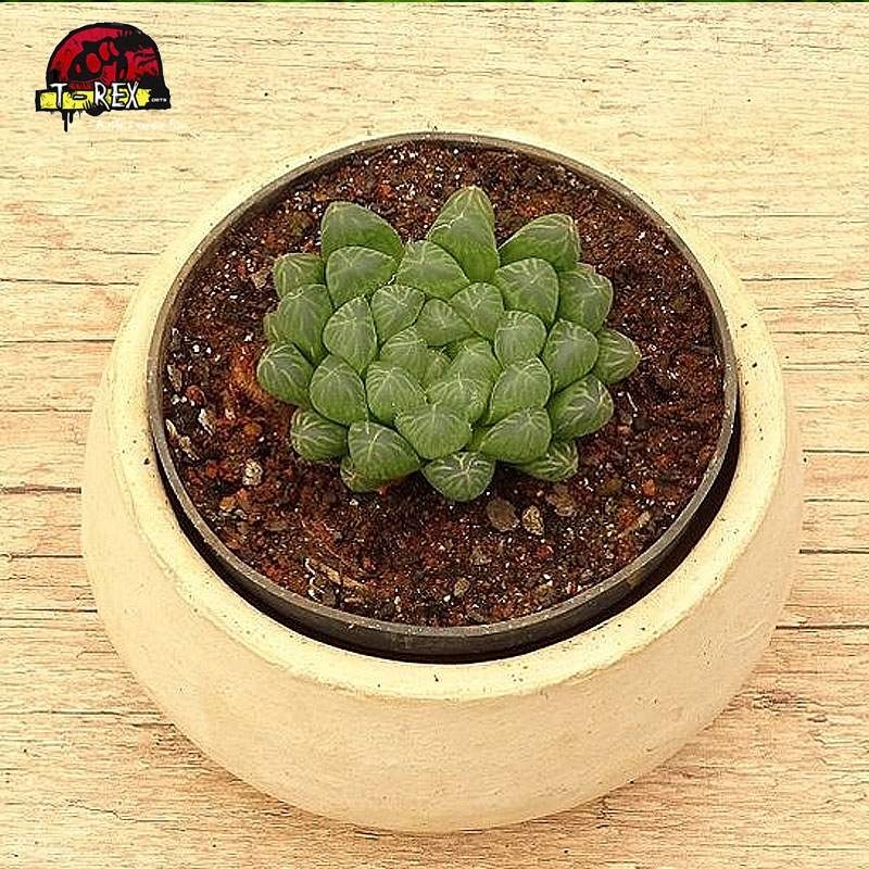 comprar suculenta haworthia cooperi dielsiana
