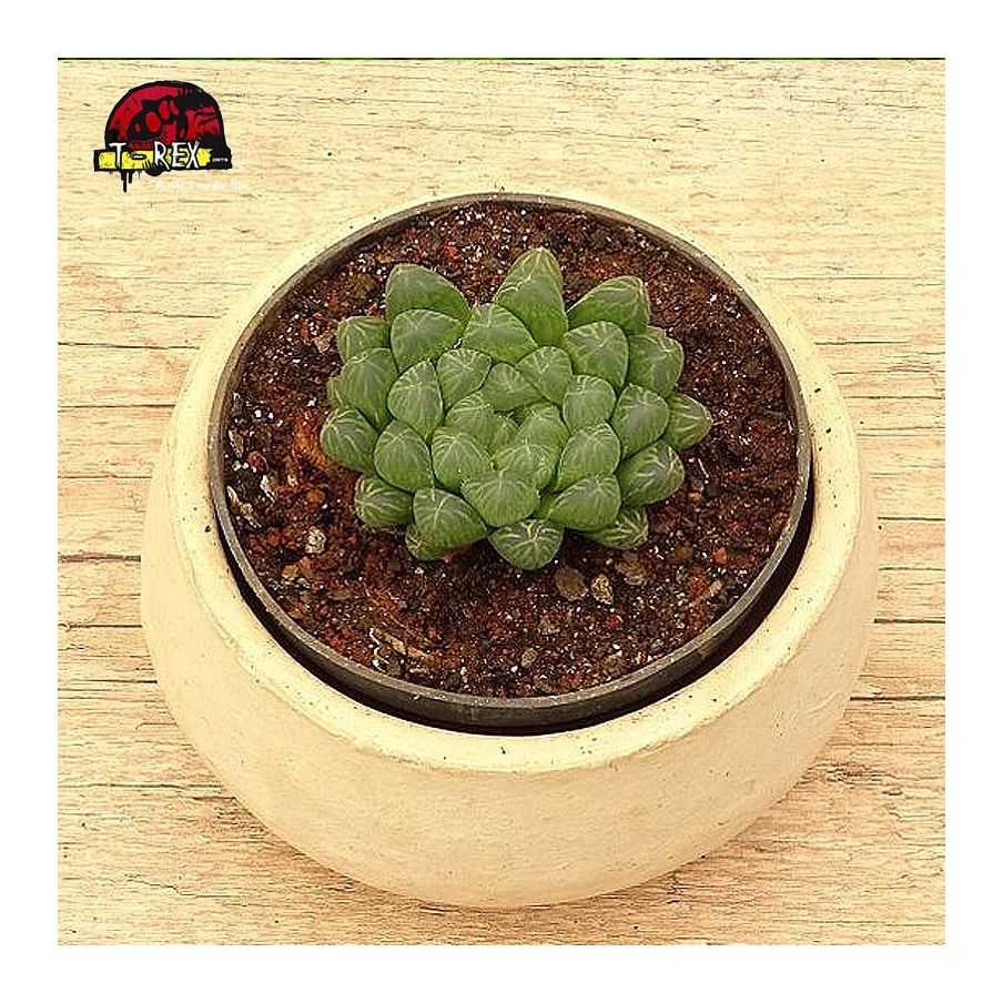 comprar suculenta haworthia cooperi dielsiana