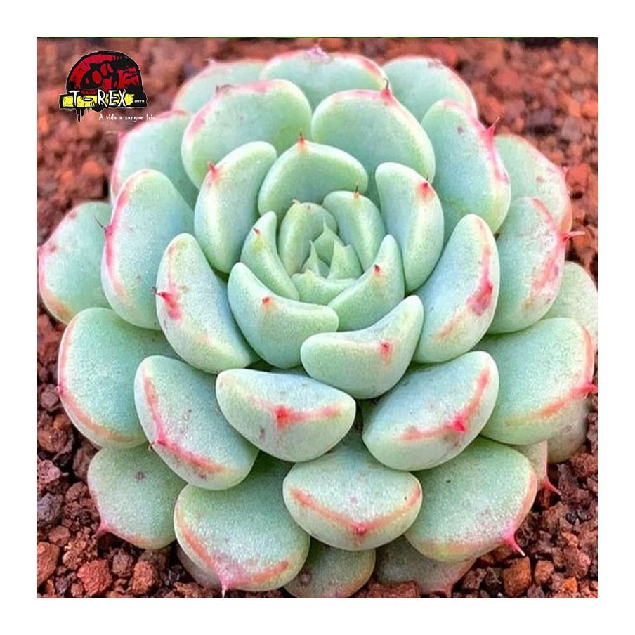 comprar suculenta echeveria  white minima