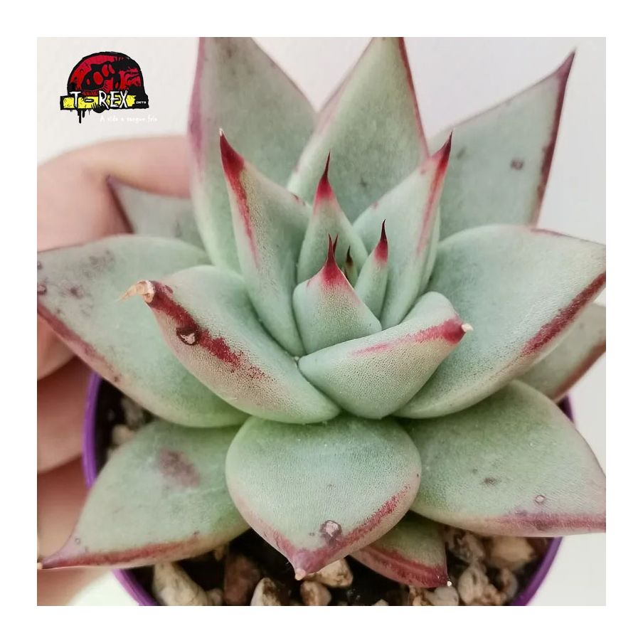 comprar suculenta agavoides sirius