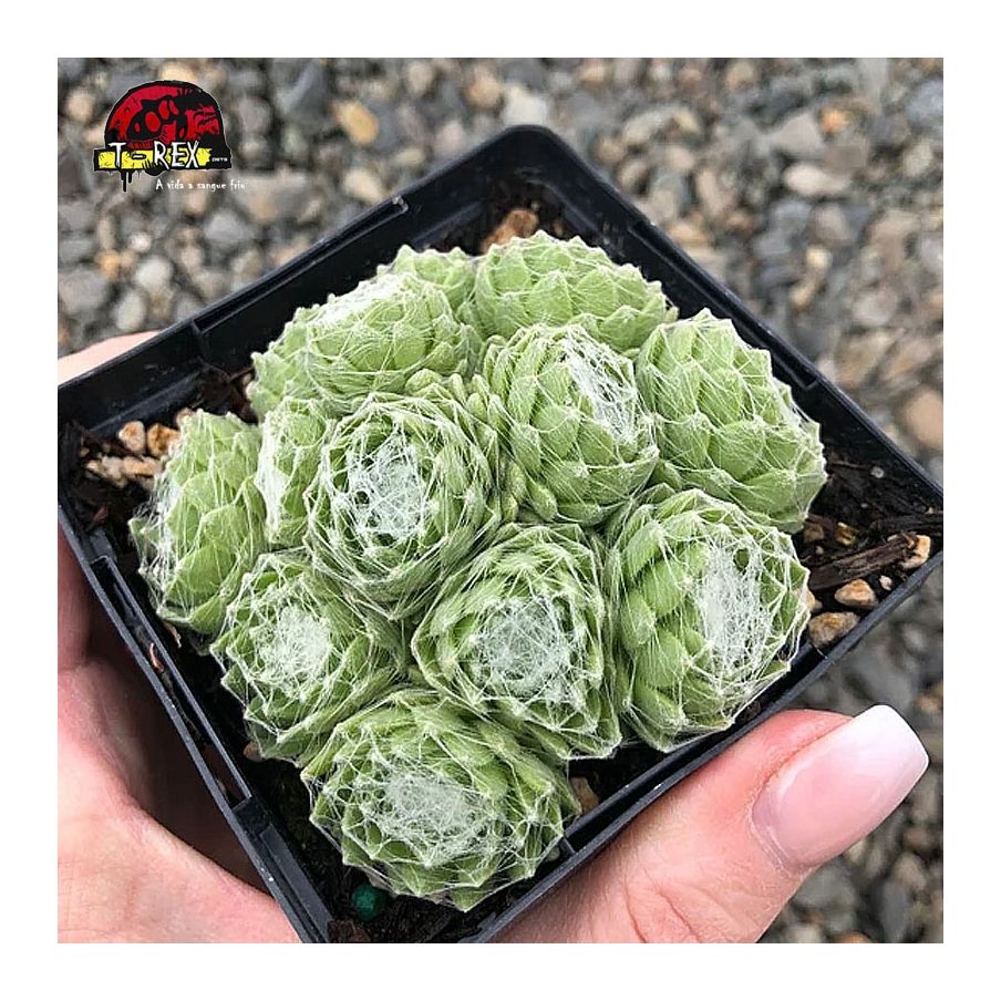 comprar suculenta sempervivum arachnoideum