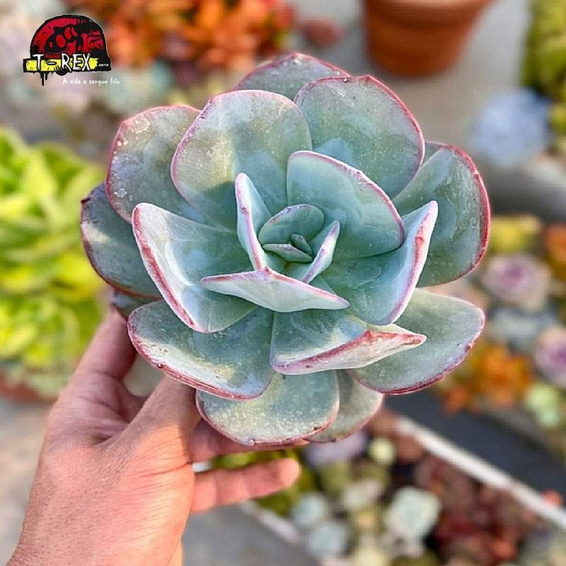 comprar suculenta echveria gila