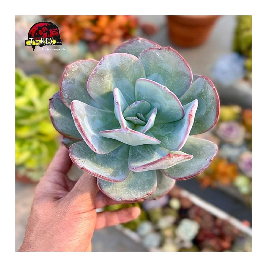 comprar suculenta echveria gila