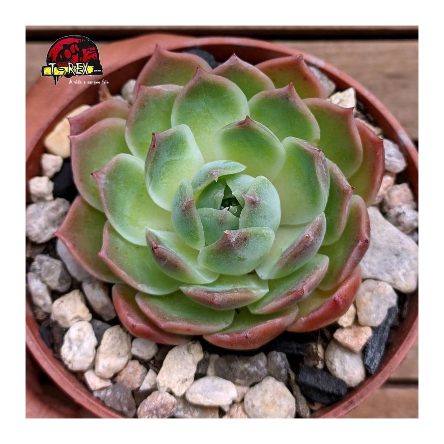 comprar planta suculenta echeveria willy