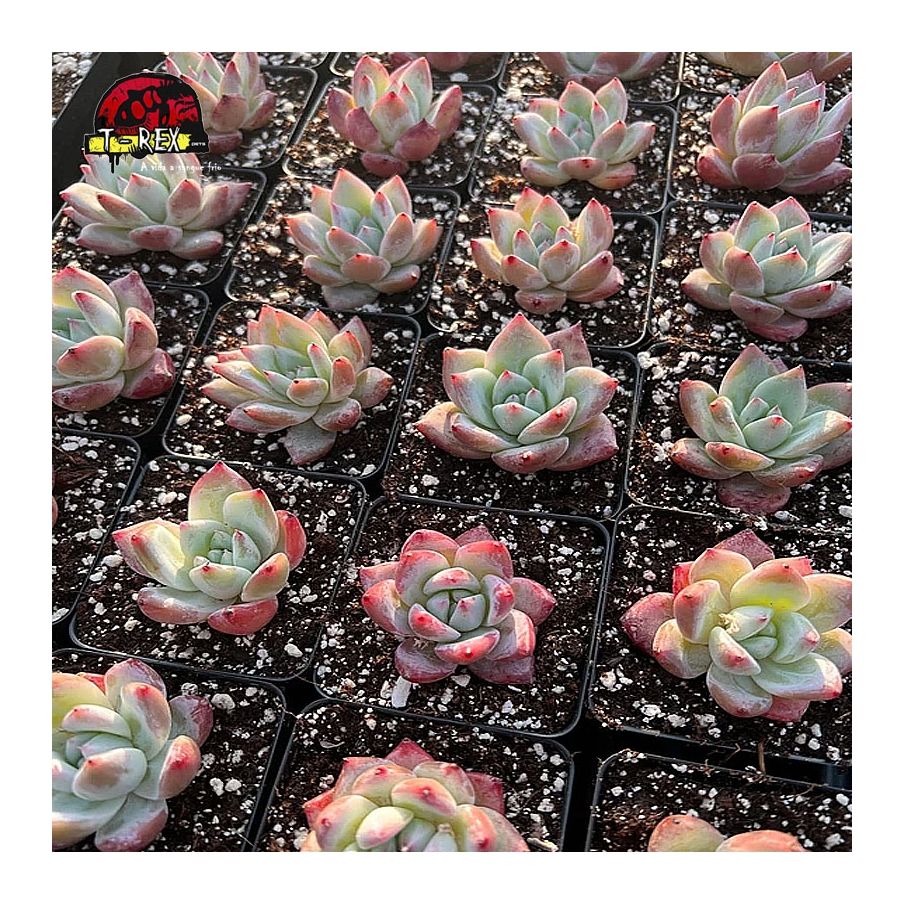 comprar suculenta echeveria coloata tapalpa