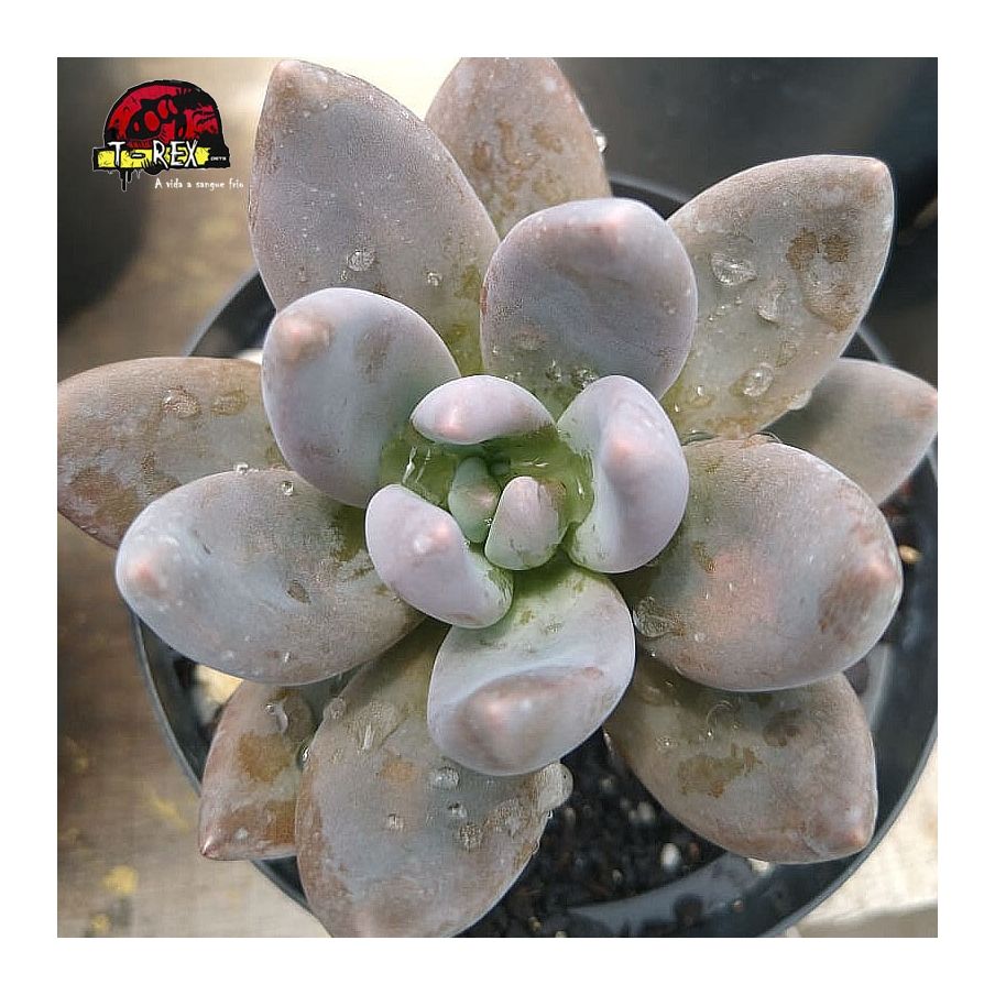 comprar suculenta  graptoveria royal flush