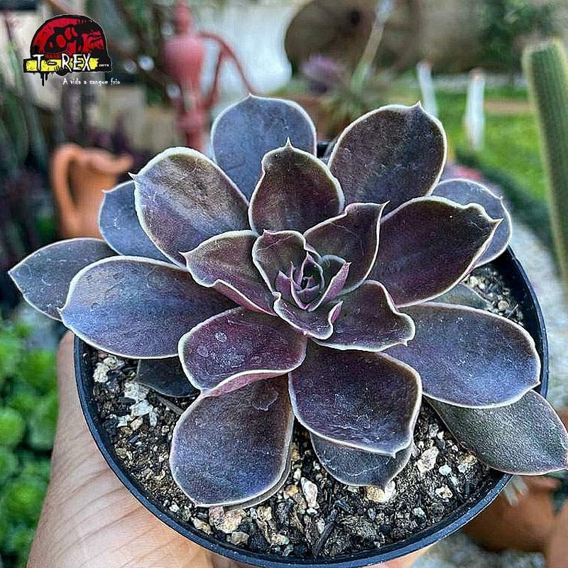 comprar suculenta echeveria rosularis