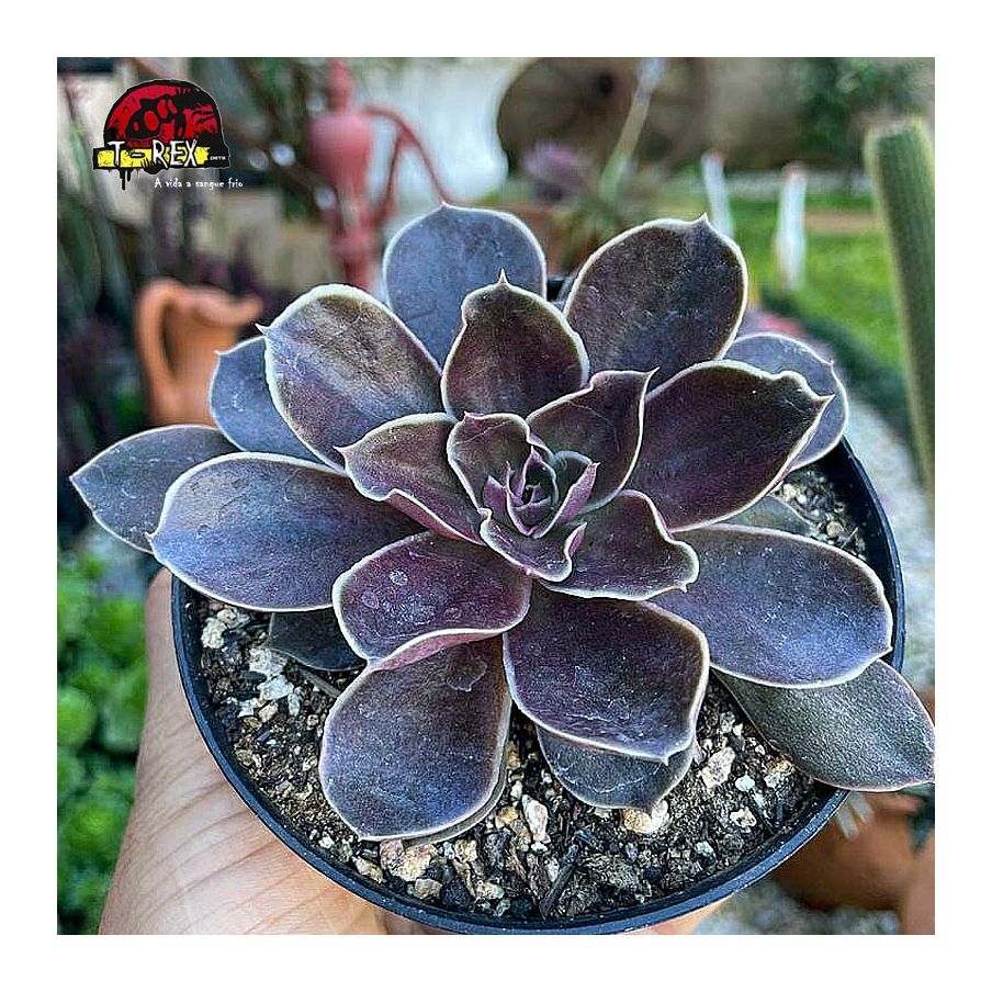 comprar suculenta echeveria rosularis