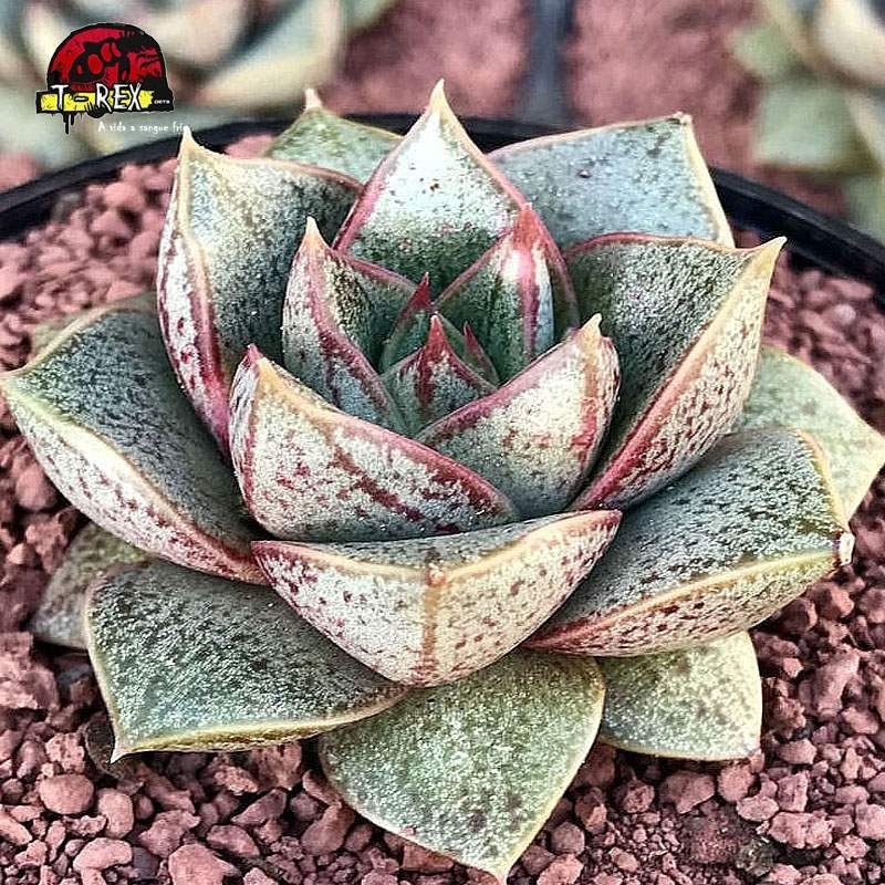 comprar suculenta echeveria dionysos