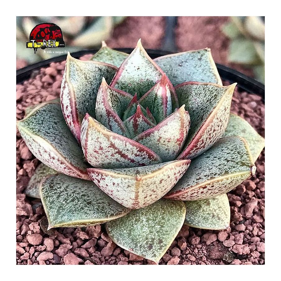 comprar suculenta echeveria dionysos