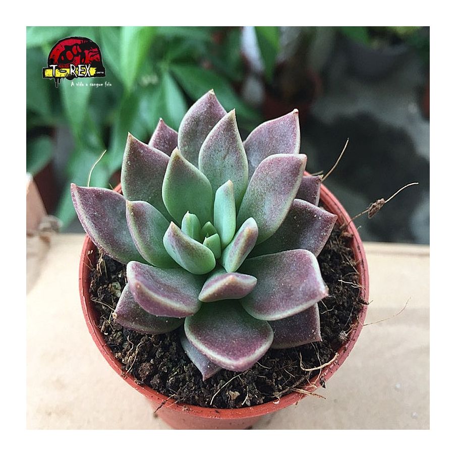 comprar suculenta sinocrassula  indica