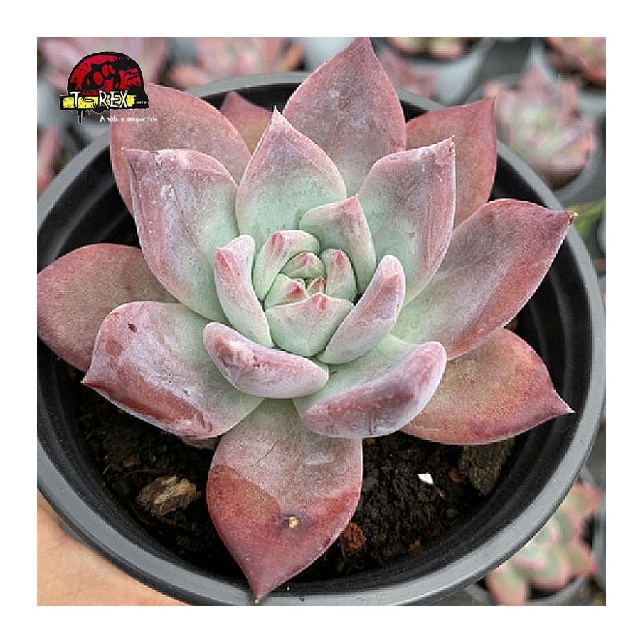 comprar echeveria colorata brandtii