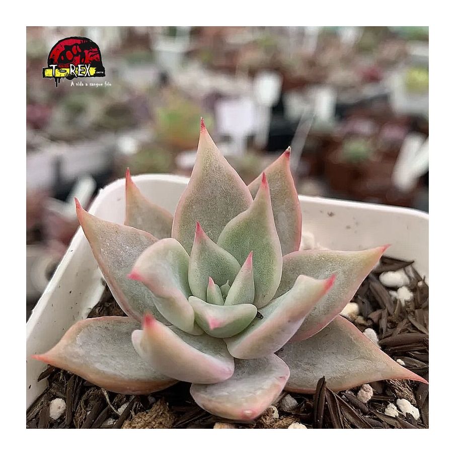 comprar suculenta echeveria madiba