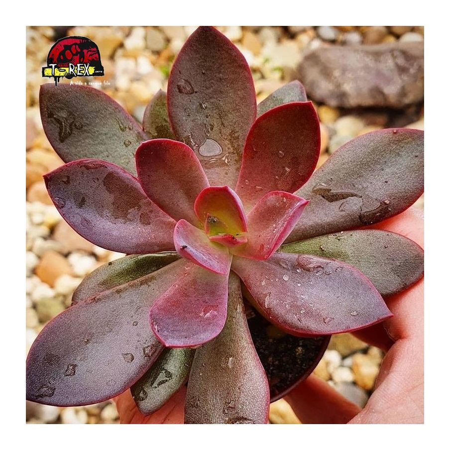 comprar suculenta echeveria hainakada