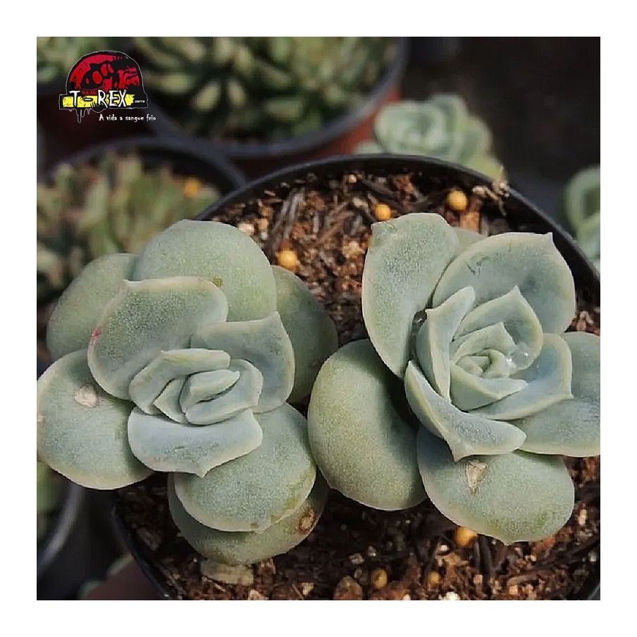 comprar suculenta graptoveria lovely rose dupla