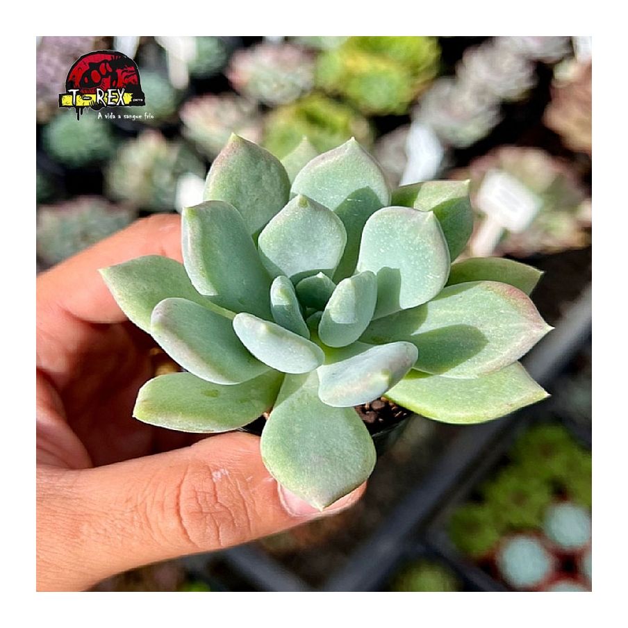 comprar suculentas echeveria corvus