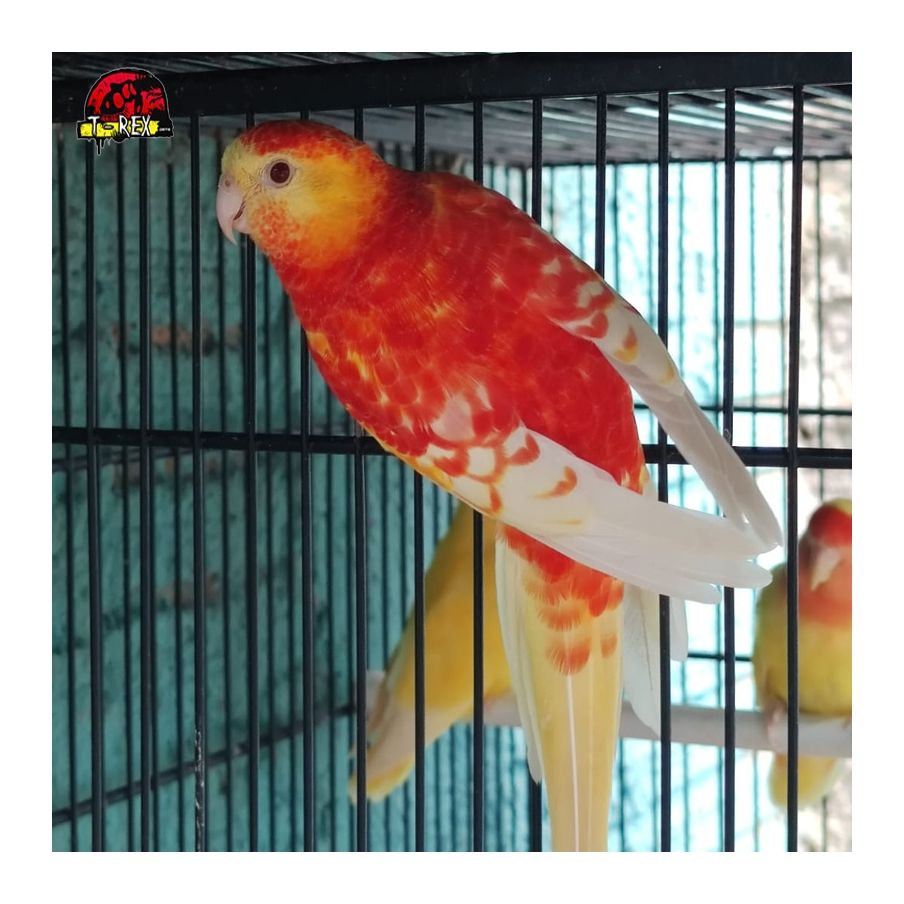 Comprar Red Rumped Rubino