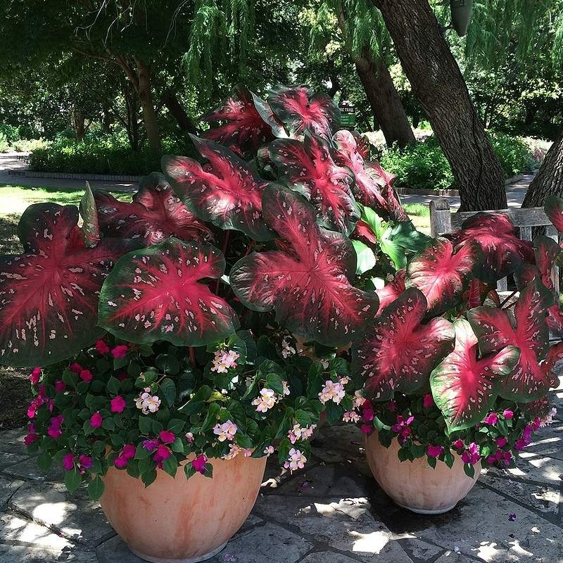 Muda de Planta Caladium Vermelho