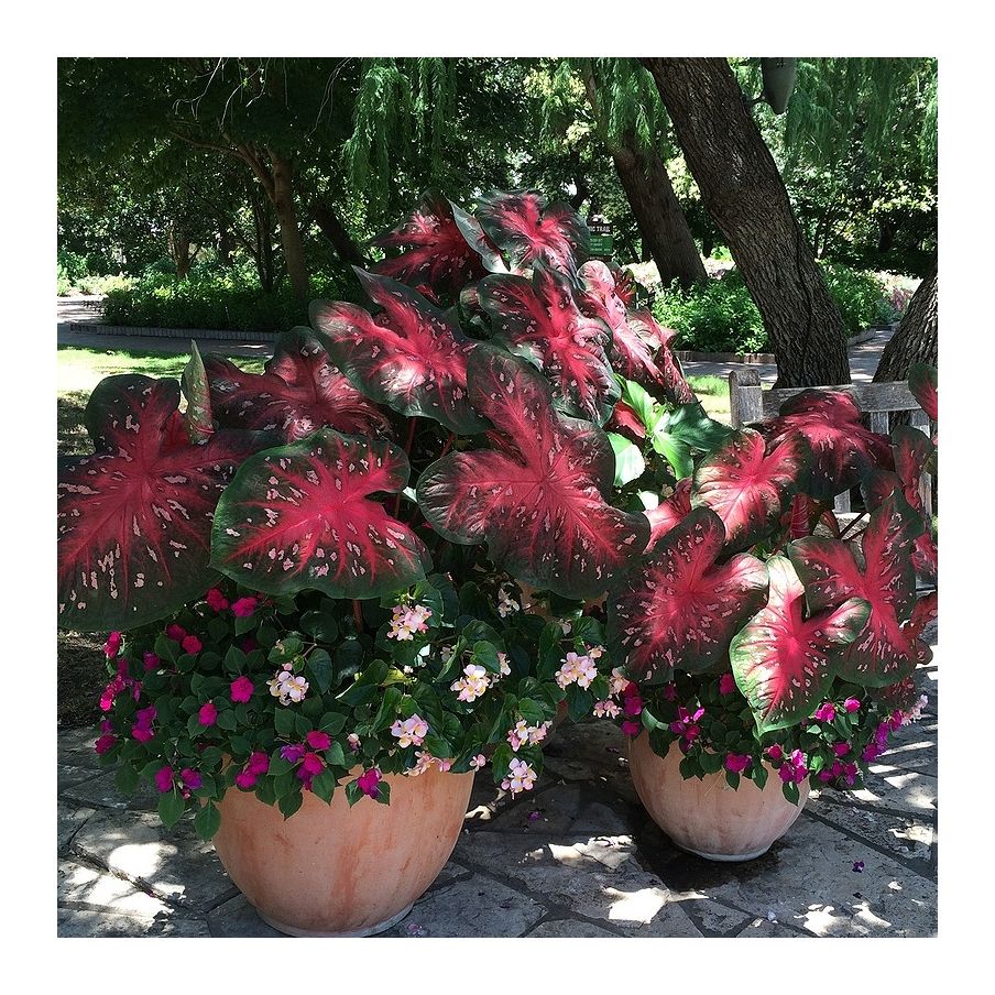 Muda de Planta Caladium Vermelho