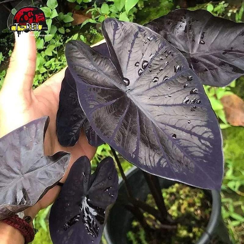 comprar muda de colocasia black coral