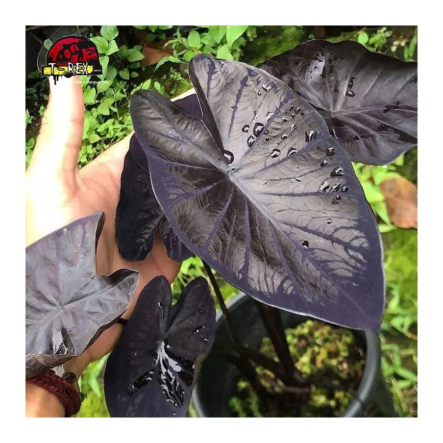 comprar muda de colocasia black coral