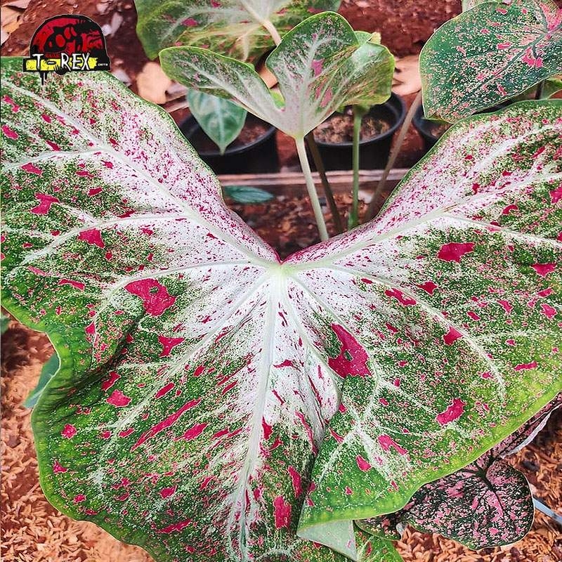 muda de planta caladium