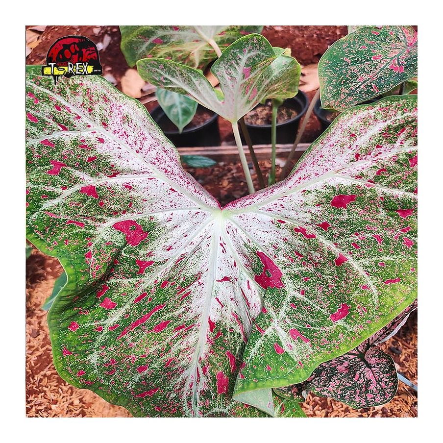 muda de planta caladium