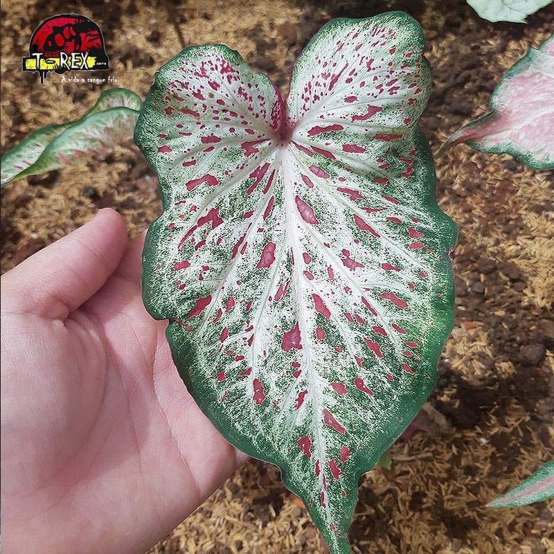 comprar muda de caladium